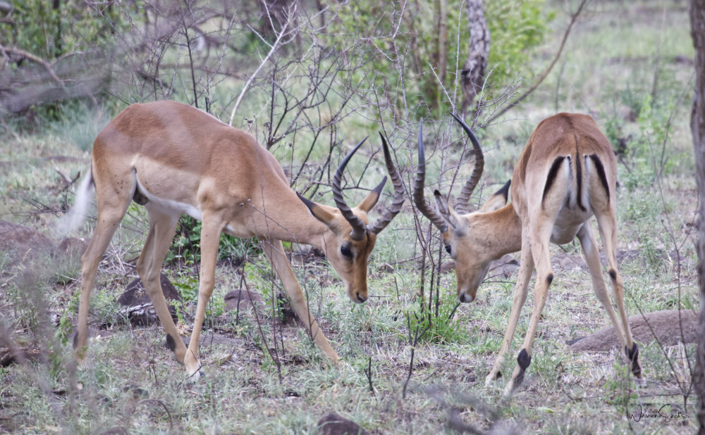 Impala Fighting Dec 2024.jpg